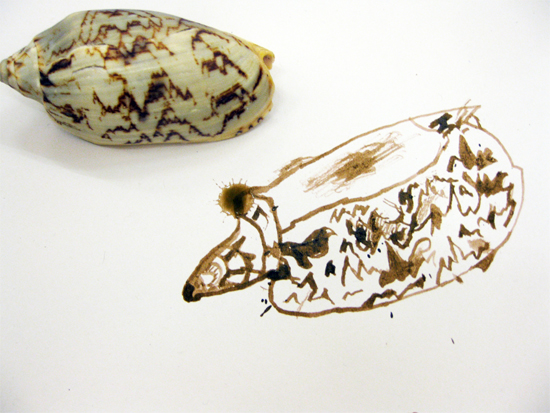 Quill drawing of a shell