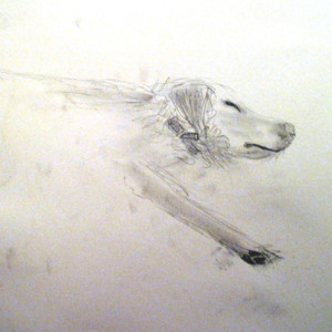 Drawing a live dog