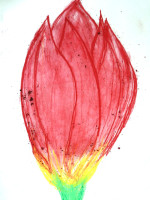 Tulip by Daisy