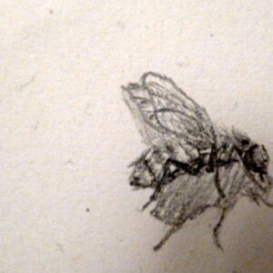 Drawing insects with a hard (H) pencil