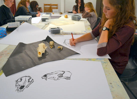 Experimental Drawing Class drawing skulls on loan from the University Museum of Zoology, Cambridge