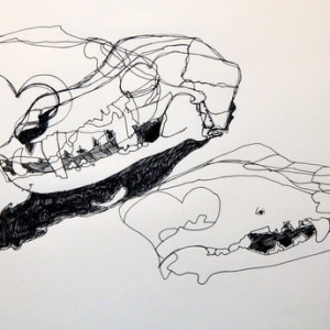 Finished study of a Dog Skull by Kitty, aged 11