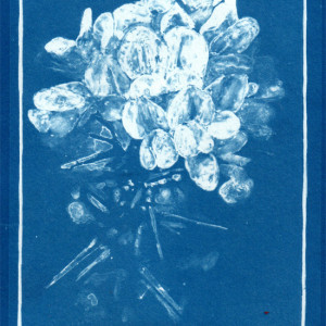Cyanotype of Gorse