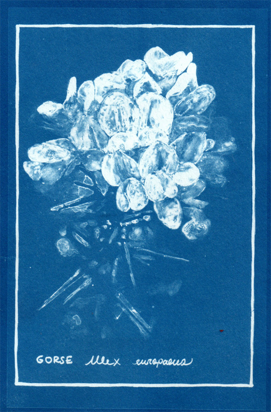Artist Maru Rojas describes how to make cyanotype prints by resting plant material on senstised paper, or making plates from acetate.
