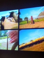 Flock Together video installation