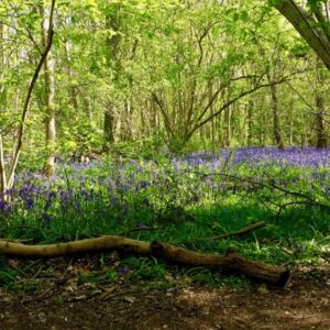 Bluebell forest by Sheila Ceccarelli