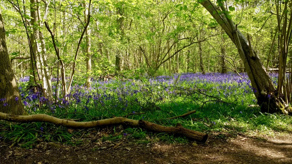 Bluebell forest by Sheila Ceccarelli