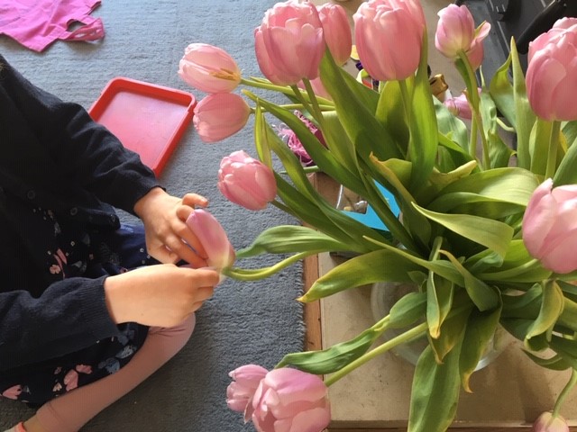 choosing tulips petals