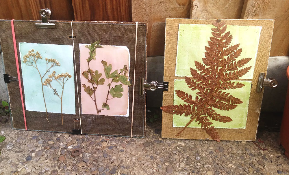Anthotype Prints Developing in the Sun by Genevieve Rudd