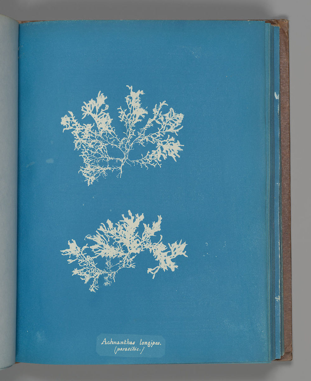 Achnanthes-longipes.-parasitic by Anna Atkins Gilman Collection, Purchase, The Horace W. Goldsmith Foundation Gift, through Joyce and Robert Menschel, 2005