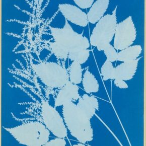 A collection of sources to help you explore the work of Anna Atkins