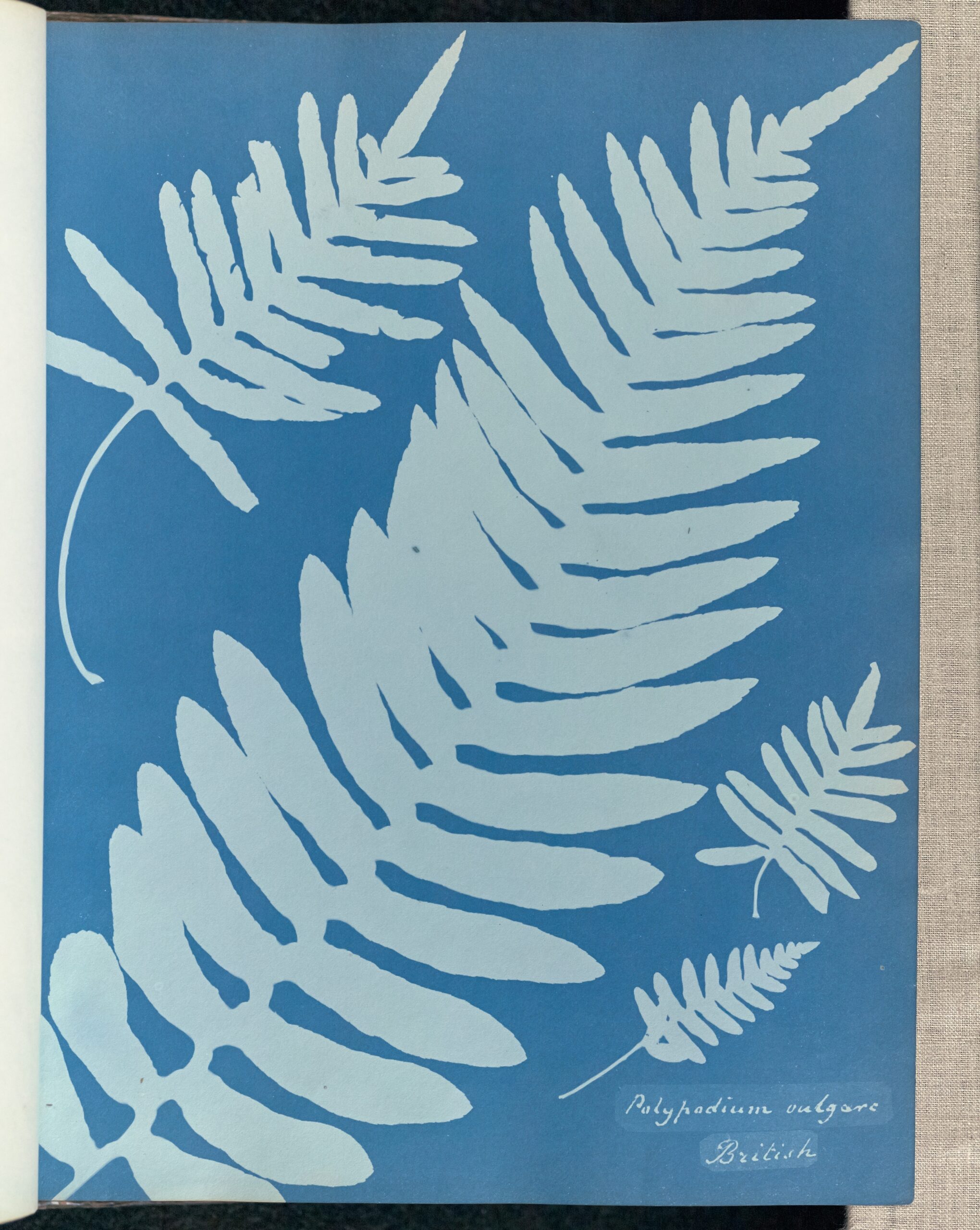 Polypodium vulgare, British by Anna Atkins and Anne Dixon More: Original public domain image from Getty Museum