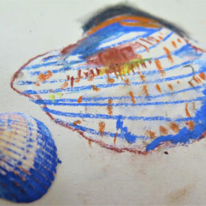 A colour study of a shell by Jan Miller